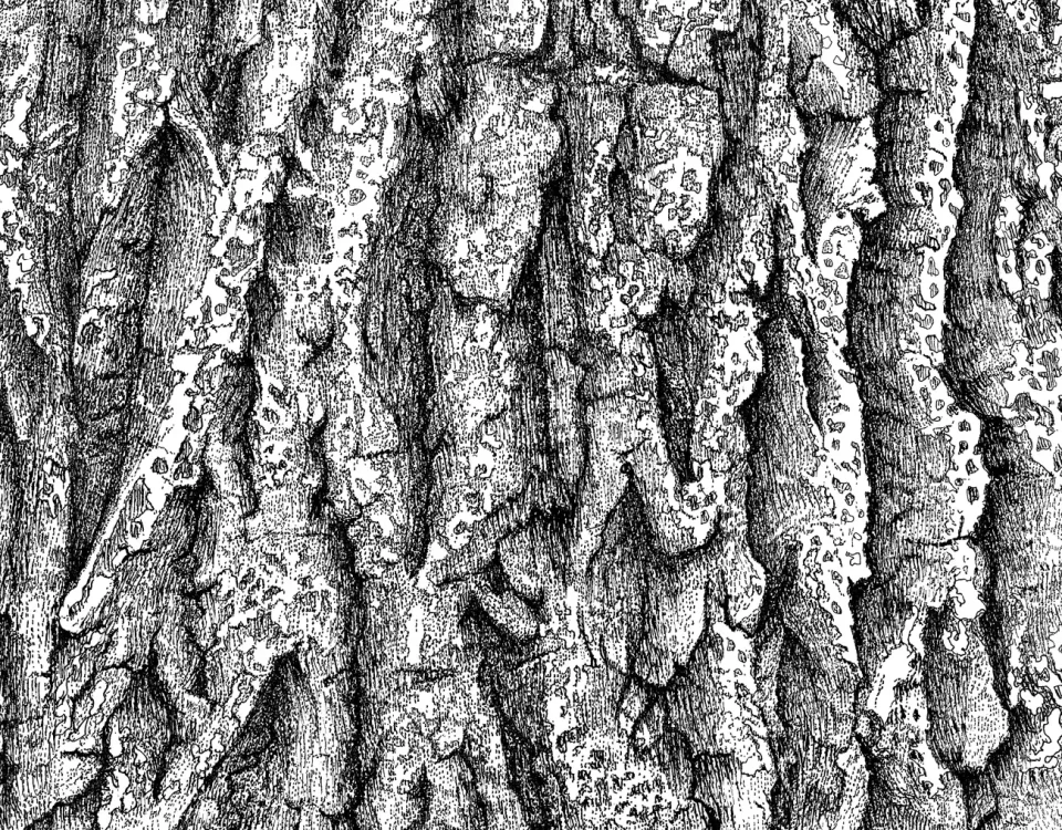 tree bark handmade drawing