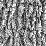 tree bark handmade drawing